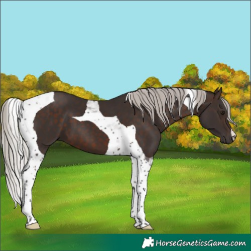 Horse Color:Silver Brown Tobiano 