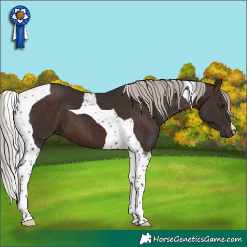Horse Color:Silver Brown Tobiano 