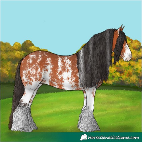 Horse Color:Bay Sabino 