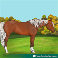 Horse Color:Silver Bay