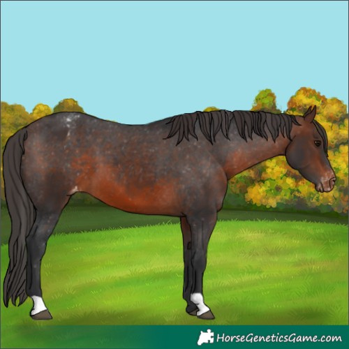 Horse Color:Brown Appaloosa 