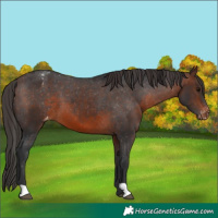 Horse Color:Brown Appaloosa
