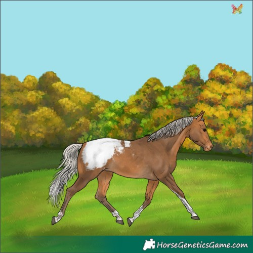 Horse Color:Silver Buckskin Tobiano Appaloosa Rabicano
