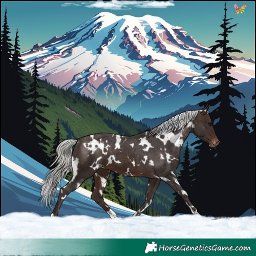 Horse Color:White Spotted Silver Brown Appaloosa 