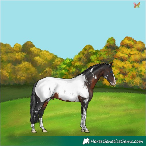 Horse Color:White Spotted Brown Splash Tobiano Appaloosa 