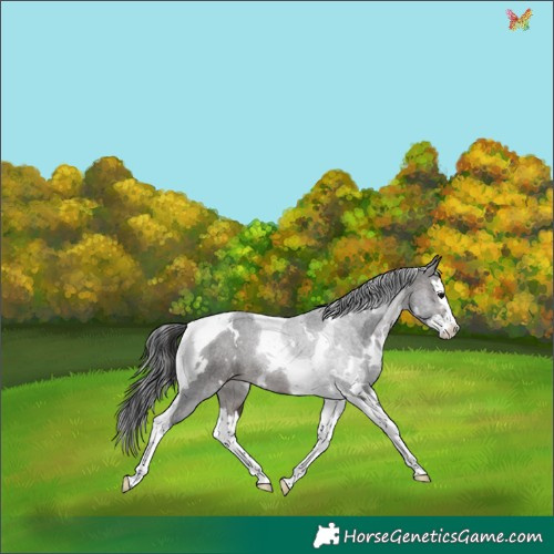 Horse Color:White Spotted Brown Splash Tobiano Appaloosa 