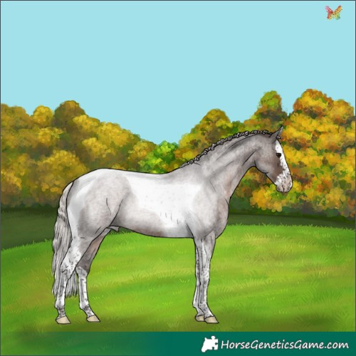 Horse Color:Silver Blue Roan Splash Tobiano