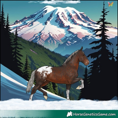 Horse Color:Silver Brown Tobiano Appaloosa 
