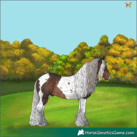 Horse Color:Silver Brown Tobiano Rabicano