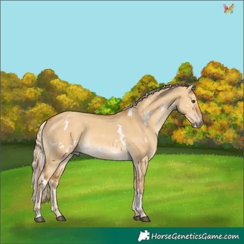 Horse Color:White Spotted Palomino Dun Rabicano
