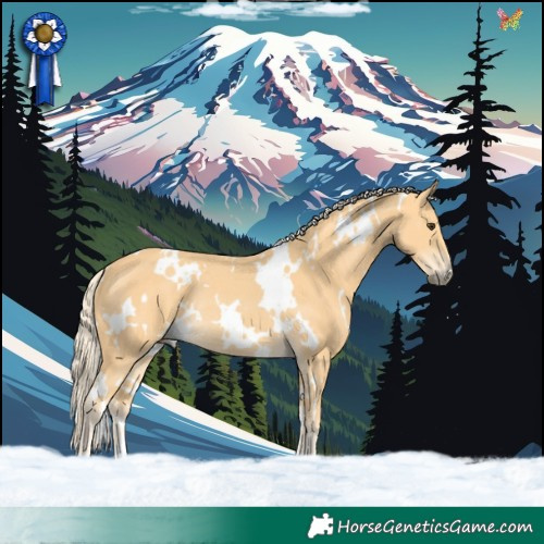 Horse Color:White Spotted Palomino Rabicano 