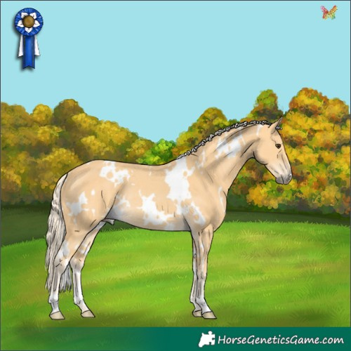 Horse Color:White Spotted Palomino Rabicano