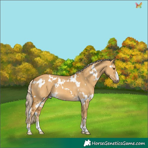 Horse Color:White Spotted Palomino Dun