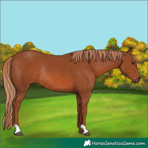Horse Color:Chestnut Rabicano 