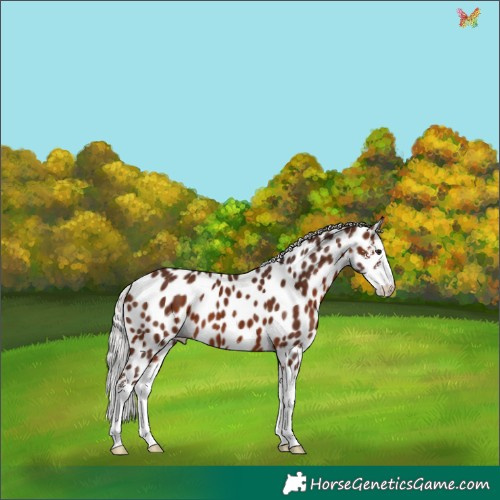 Horse Color:Silver Brown Sabino Splash Appaloosa 