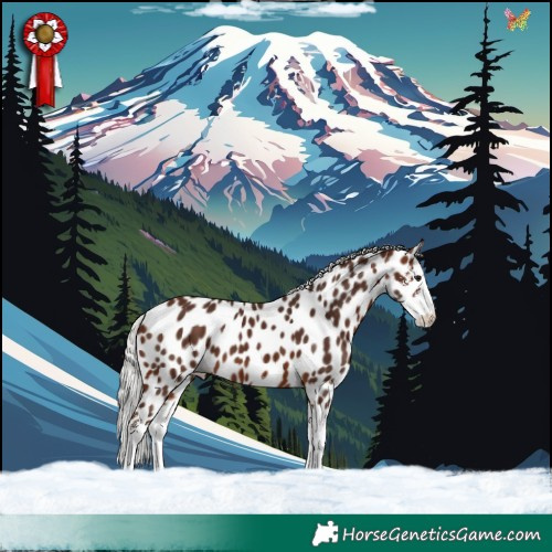 Horse Color:Silver Brown Sabino Splash Appaloosa 