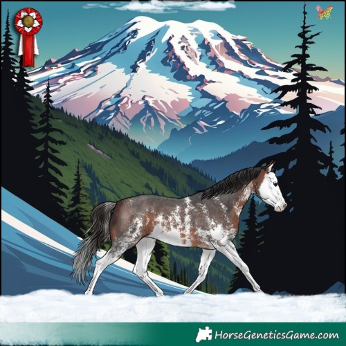 Horse Color:Bay Sabino Splash 