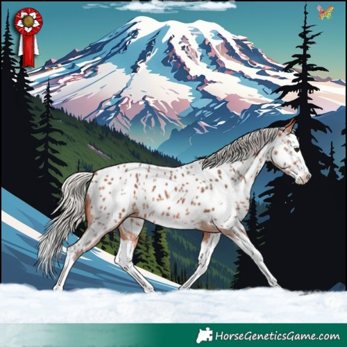 Horse Color:Silver Bay Sabino Splash Appaloosa