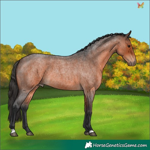 Horse Color:Brown Roan