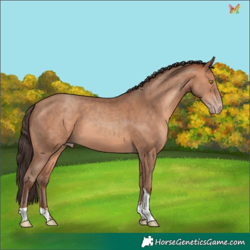 Horse Color:Amber Champagne Tobiano