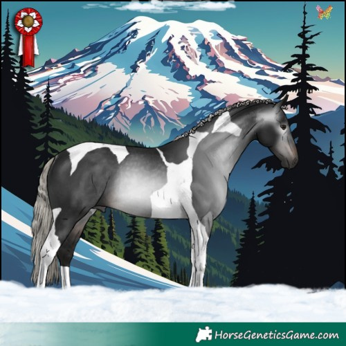 Horse Color:Gray Silver Brown Tobiano Rabicano 