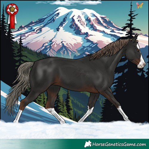 Horse Color:Liver Chestnut Splash 