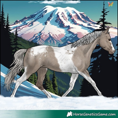 Horse Color:Silver Grullo Tobiano Appaloosa 