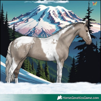 Horse Color:Silver Grullo Tobiano Appaloosa 