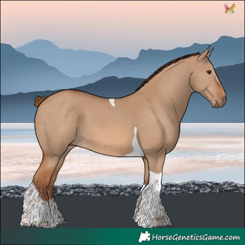 Horse Color:Red Dun Tobiano 