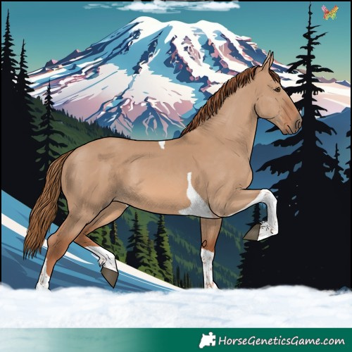 Horse Color:Red Dun Tobiano 