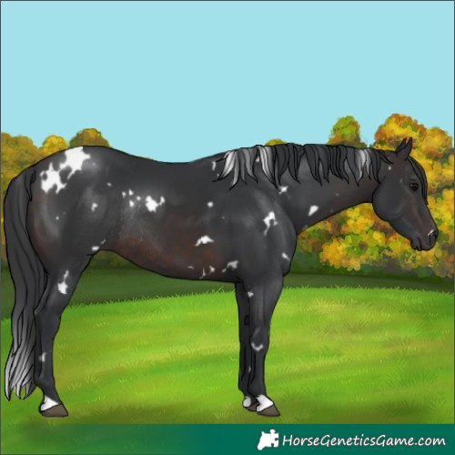 Horse Color:White Spotted Brown Rabicano 