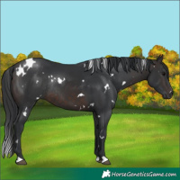 Horse Color:White Spotted Brown Rabicano 