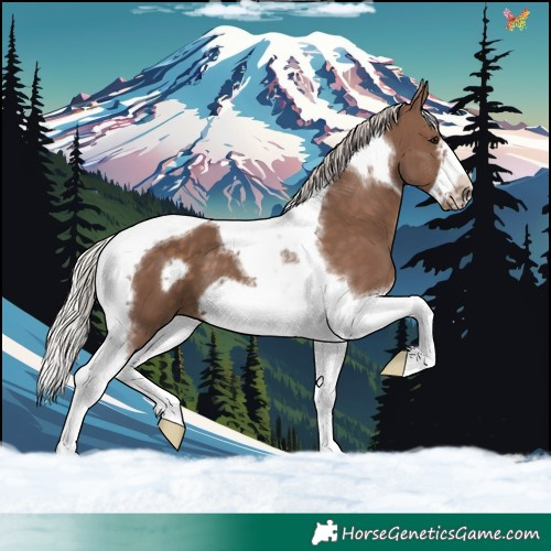 Horse Color:Silver Black Tobiano Frame 