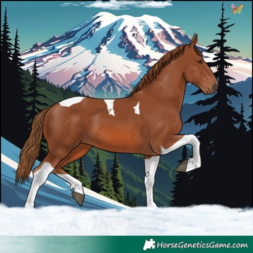 Horse Color:Chestnut Tobiano 