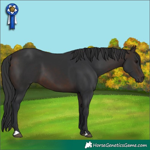 Horse Color:Brown 