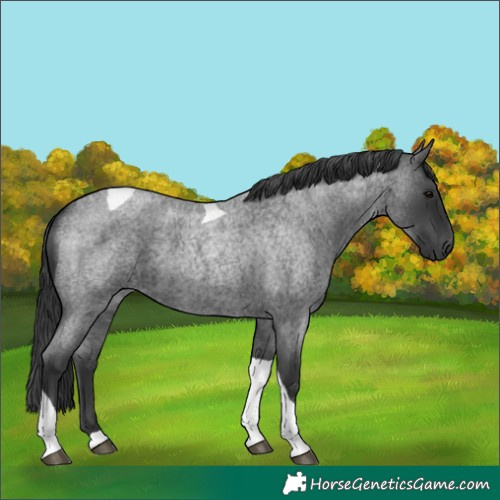 Horse Color:Blue Roan Tobiano 