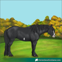 Horse Color:Black  and Black Frame 