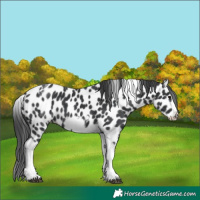 Horse Color:White Spotted Black Splash Tobiano Frame Appaloosa 