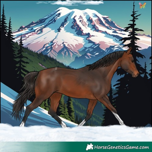 Horse Color:Bay Tobiano 