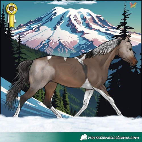 Horse Color:Brown Dun Tobiano 