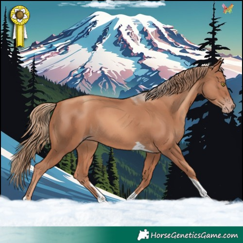 Horse Color:Gold Champagne Tobiano 