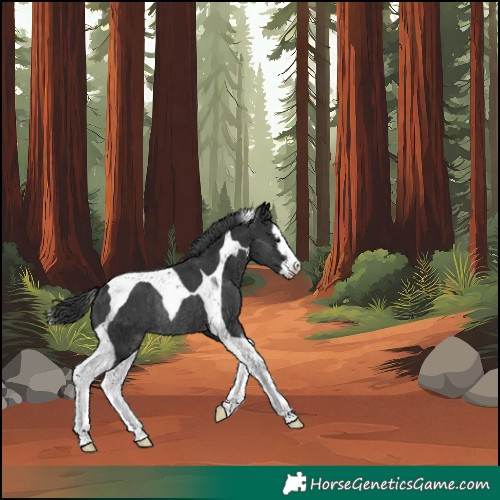 Horse Color:Black Sabino Splash Tobiano Rabicano 