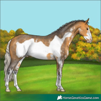 Horse Color:Silver Buckskin Sabino Frame Rabicano 