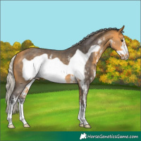 Horse Color:Silver Buckskin Sabino Frame Rabicano