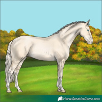 Horse Color:Palomino Pearl Rabicano 