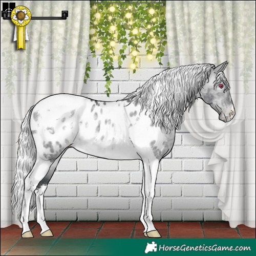Horse Color:Silver Brown Chinchilla Dun Tobiano Appaloosa 