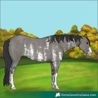 Horse Color:Grullo Sabino Rabicano