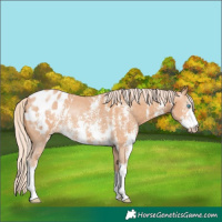 Horse Color:Gray Cremello Sabino Blanket Rabicano