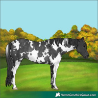 Horse Color:White Spotted Black Rabicano 