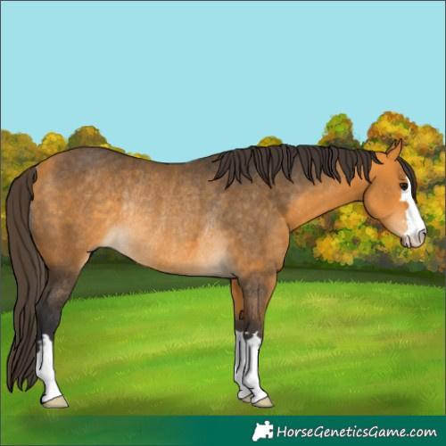 Horse Color:Buckskin Rabicano 